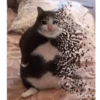 Crying Cat Deluxe 19