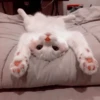 Pretty cats :: @fStikBot 18