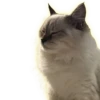 Cats 18