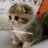 @CuteCatsTg Cute Cats 16