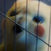 Detective Pikachu 16