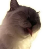 Cats 19