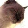 Cats 20