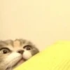CATS 19
