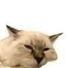 Cats 21