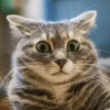 Broken Cats 2 24