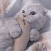 Pretty cats :: @fStikBot 19