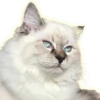 Cats 22