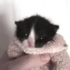 Cats @kll0rt :: @fStikBot 11