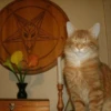 Broken Cats 2 25