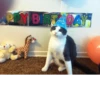 CATS 20