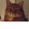 CATS 21