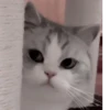 Cats @kll0rt :: @fStikBot 12