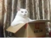 CatsCats :: @fStikBot 22