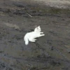 Broken Cats 2 26