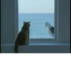 CATS 22