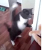 CATS 23