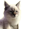 Cats 23