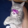 CatsCats :: @fStikBot 23