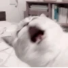 Cats @kll0rt :: @fStikBot 13