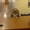 Cat's Memes by MahYa [ @MoodPacks ] 18