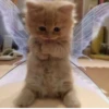 Pretty cats :: @fStikBot 20