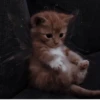 Pretty cats :: @fStikBot 21