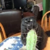 CATS 24