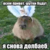 @capybaras_cutie 11