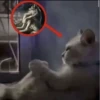 cats for gays 9