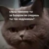 @CuteCatsTg Cute Cats 17