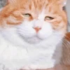 Broken Cats 2 27