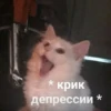 @CuteCatsTg Cute Cats 18