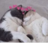 Cat's Memes by MahYa [ @MoodPacks ] 19