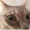 CatsCats :: @fStikBot 25