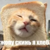@CuteCatsTg Cute Cats 19
