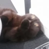 CATS 26