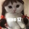 @CuteCatsTg Cute Cats 20