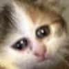 CATS 27