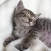 Cat's Memes by MahYa [ @MoodPacks ] 21