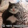 @CuteCatsTg Cute Cats 21