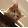 Cat's Memes by MahYa [ @MoodPacks ] 23