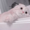Pretty cats :: @fStikBot 24