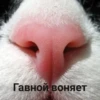 @CuteCatsTg Cute Cats 22