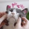 Cat's Memes by MahYa [ @MoodPacks ] 24