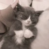 Pretty cats :: @fStikBot 25