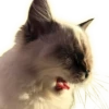 Cats 24