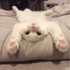 Cat's Memes by MahYa [ @MoodPacks ] 25