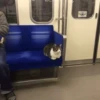 CATS 28