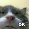 @CuteCatsTg Cute Cats 23